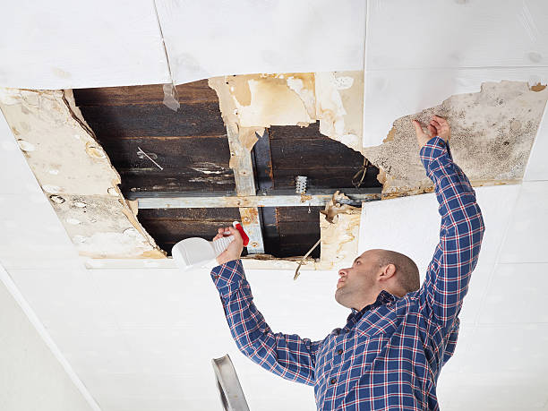 Why You Should Choose Our Mold Remediation Services in Taylors, SC